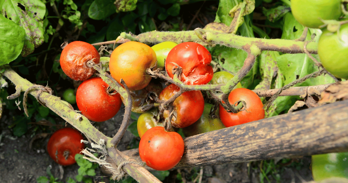 The Best Strategies to Keep Tomatoes From Splitting Open (2024) Today