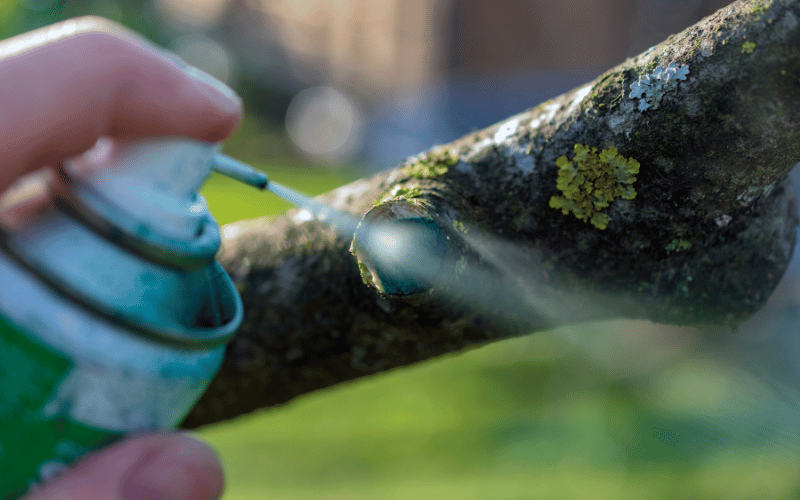 A Guide to Treating Cut Tree Limbs With Wound Paint