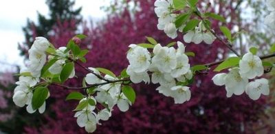 Blooms on a crabapple tree