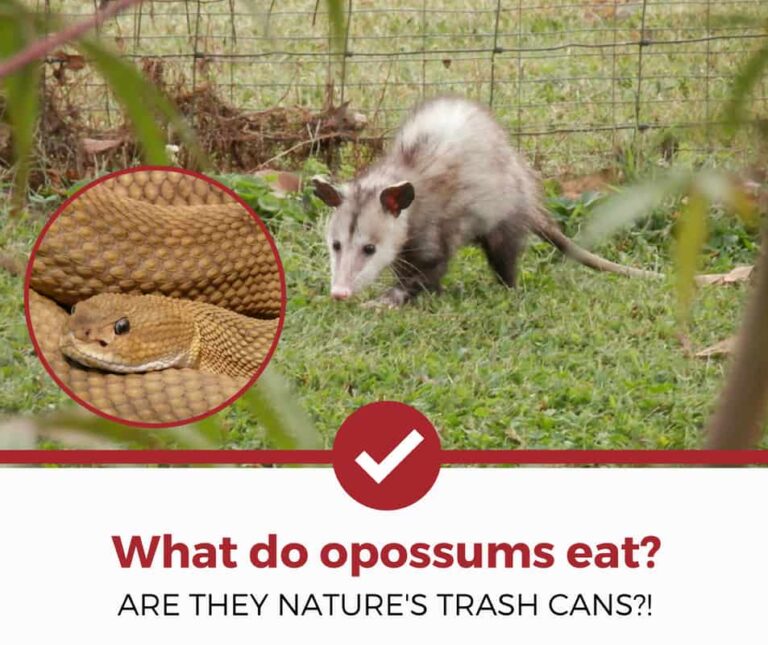 What Do Opossums Eat? Understanding This Strange Diet (2024) | Today's