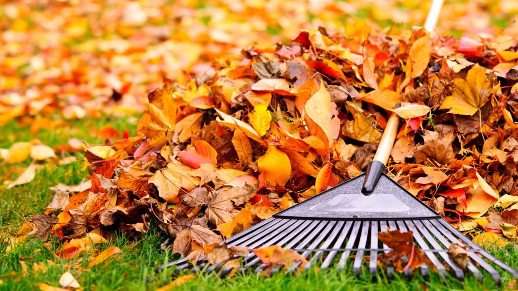 Fall Lawn Care Guide (2024) Today's Homeowner