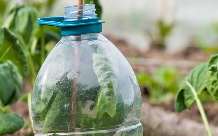 empty bottle used to create a greenhouse