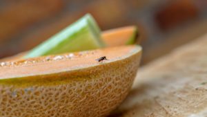 5 Effective Homemade Fruit Fly Trap Ideas (2024) Today's Homeowner