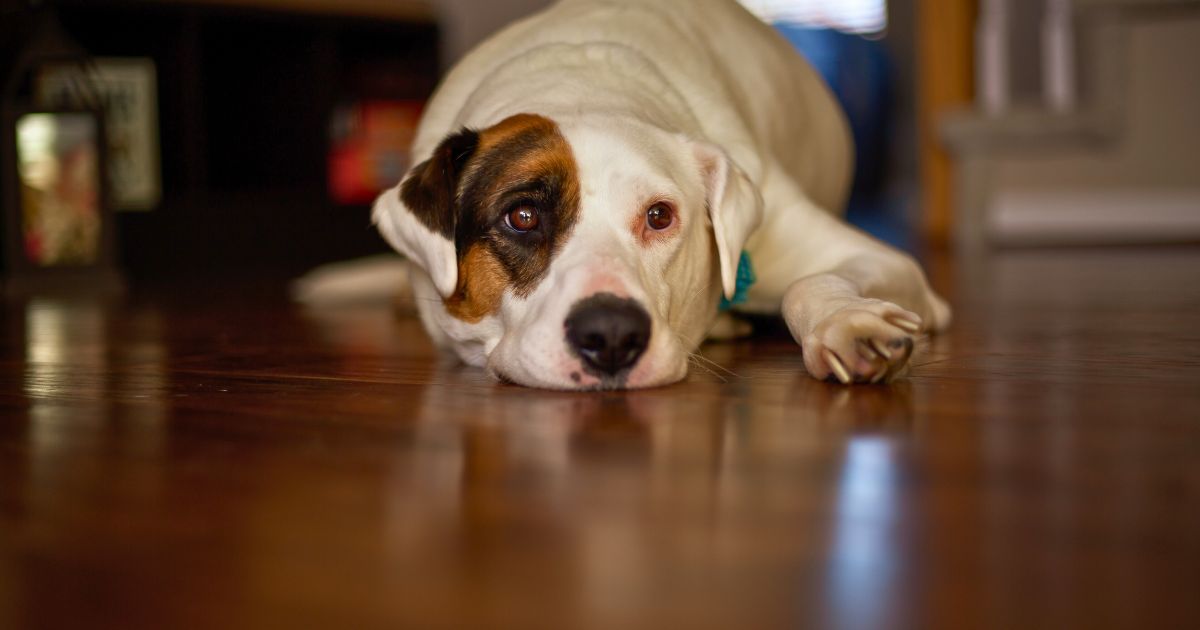 dog relaxing on floor