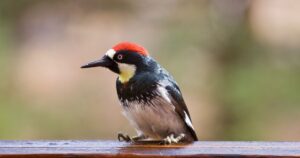 close-up of woodpecker