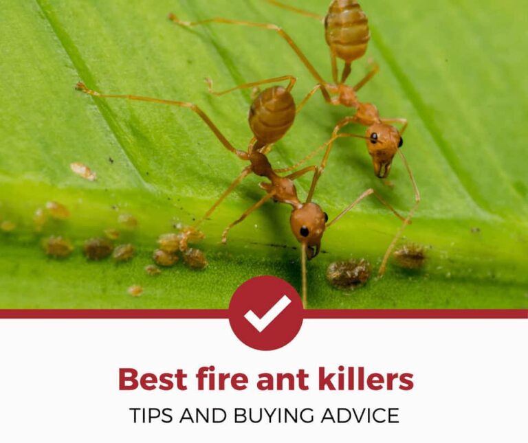 Top 5 Best Fire Ant Killers (2024) Today's Homeowner