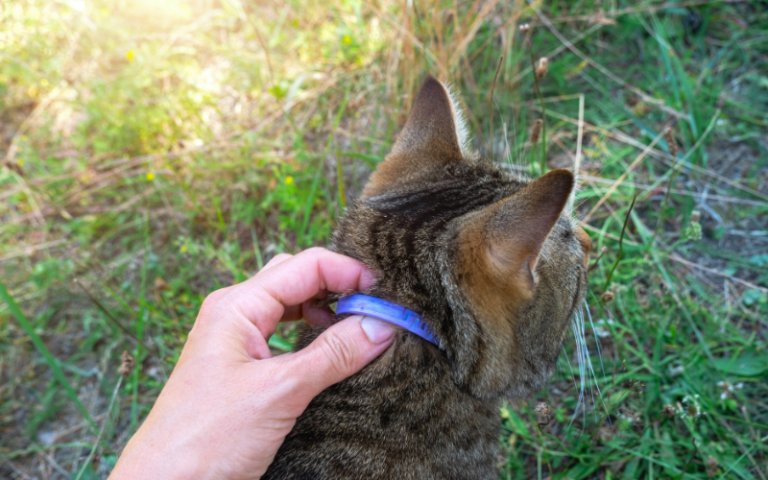 Top 5 Best Flea Collars For Your Cat (2024) | Today's Homeowner