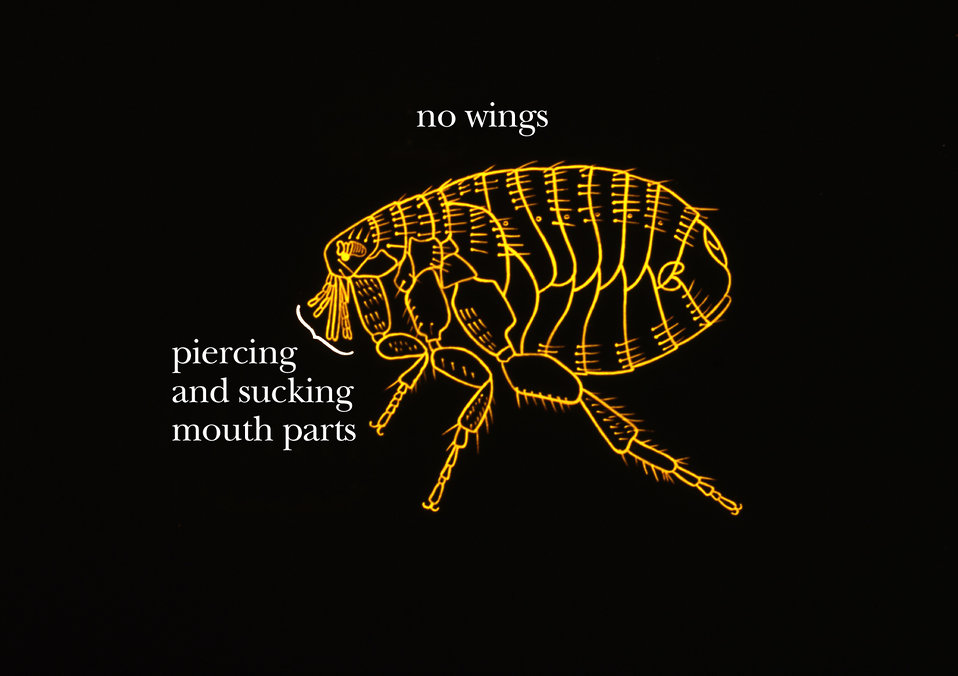 How Long Do Fleas Live Without a Host or Food?