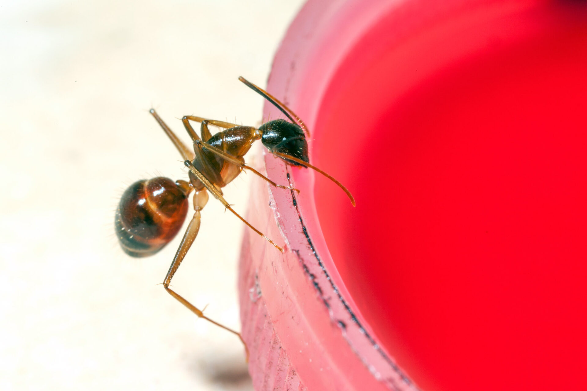 How to Get Rid of Ants in the Bedroom (2024) Today's Homeowner