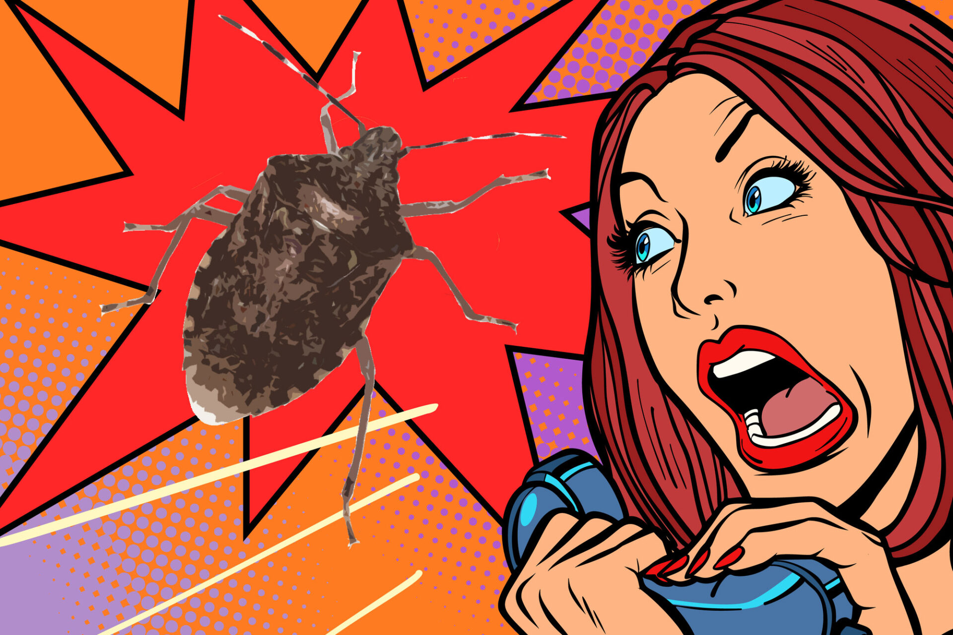 Do Stink Bugs Bite? (Or Sting?) (2024) | Today's Homeowner