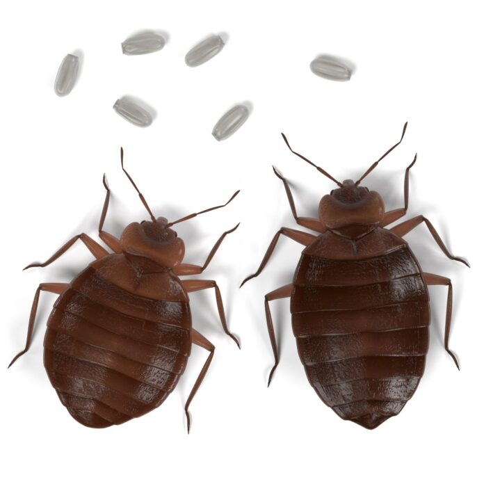Does Steam Kill Bed Bugs? (A Quick Guide) (2024) Today's Homeowner