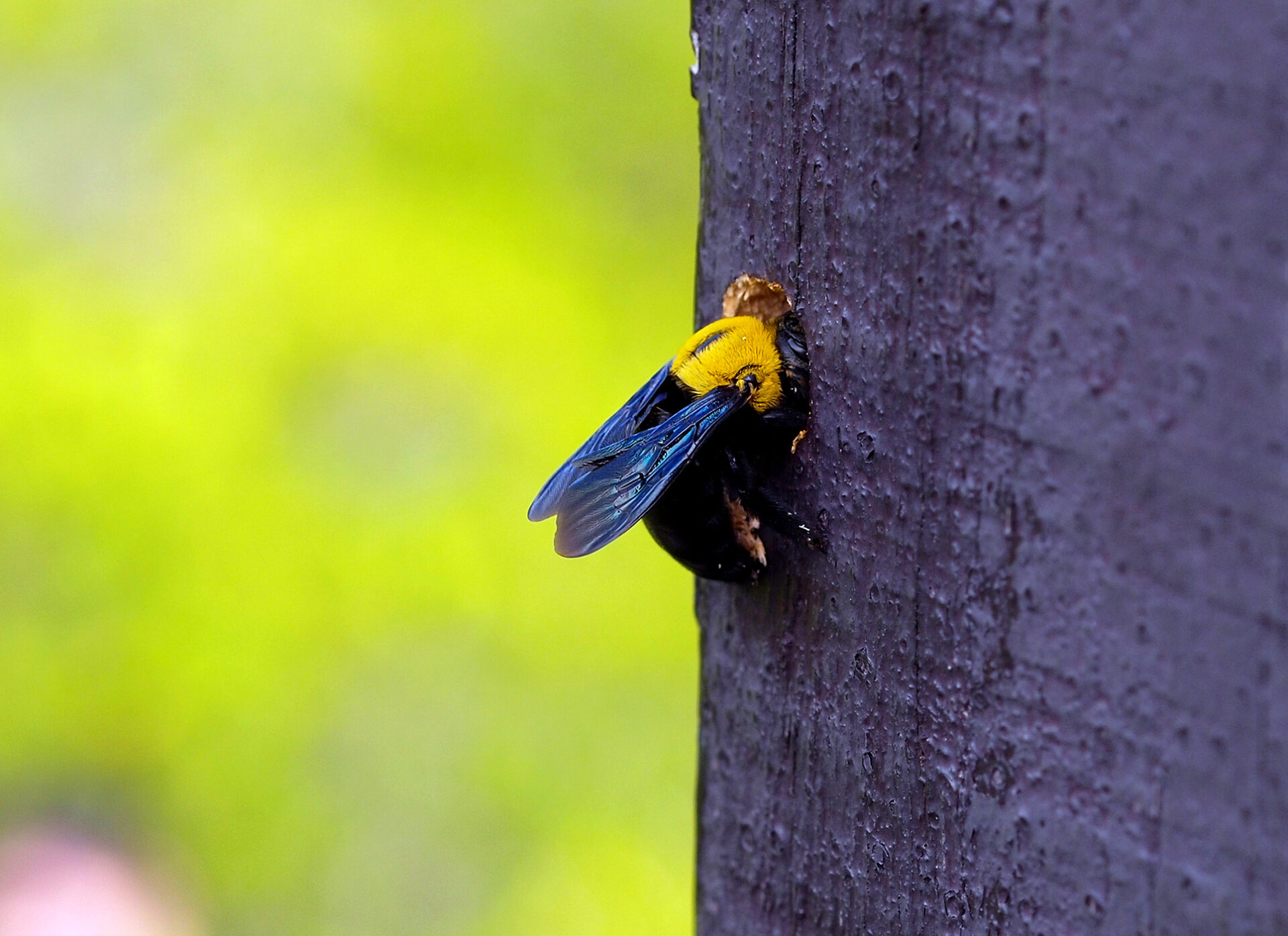 How To Get Rid of Carpenter Bees in 4 Easy Steps (2024) Today's Homeowner