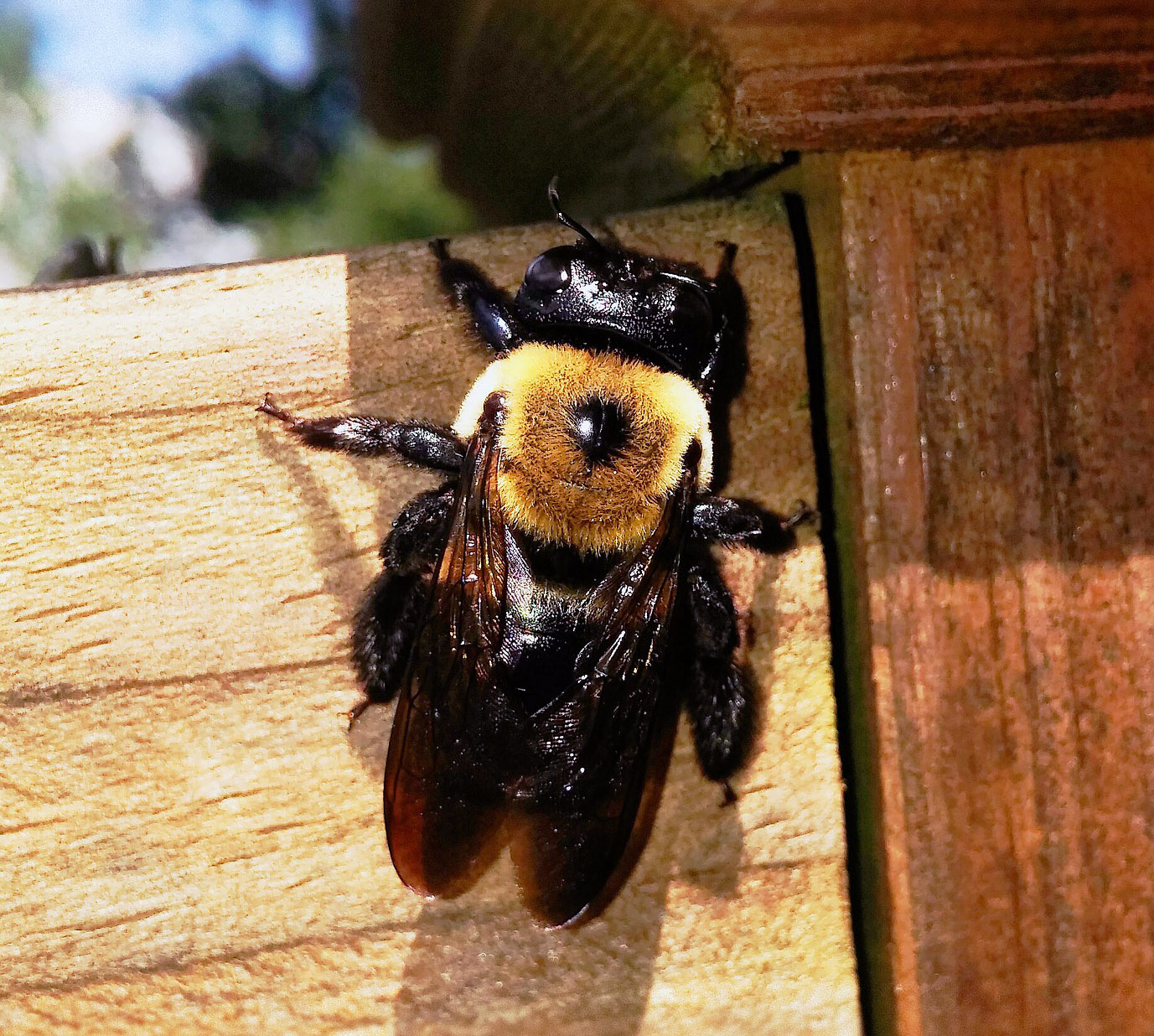 How To Get Rid of Carpenter Bees in 4 Easy Steps (2024) Today's Homeowner