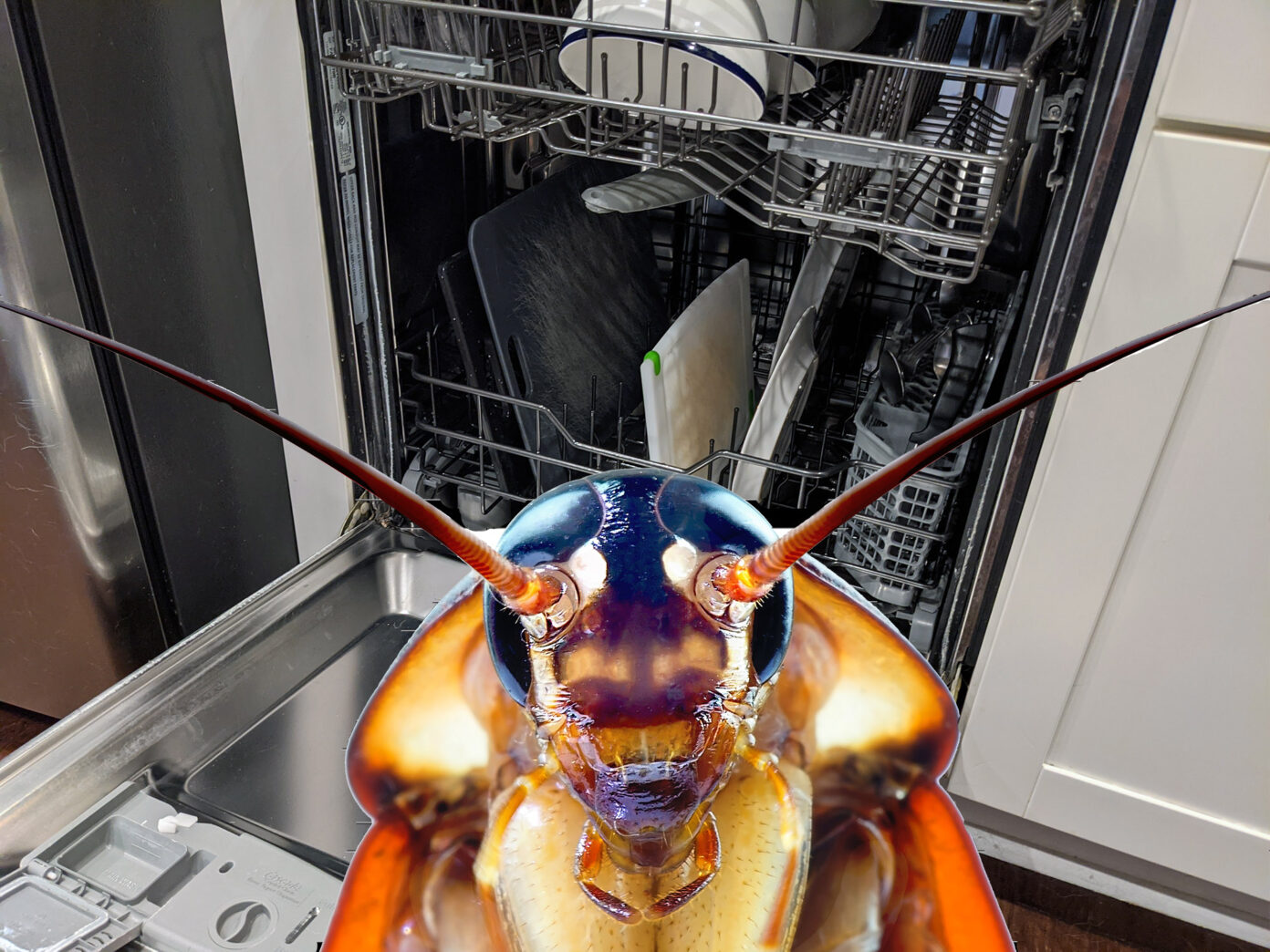 How to Get Rid of Cockroaches in Your Dishwasher (2024) Today's Homeowner