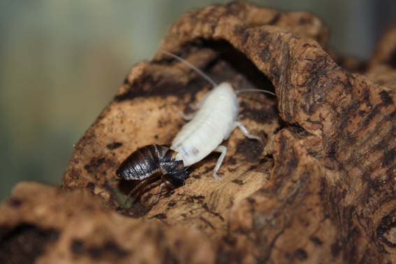 White Cockroach What You Need To Know 2024 Today s Homeowner