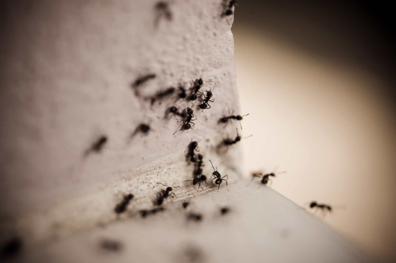 How To Keep Ants Away (2025) | Today's Homeowner