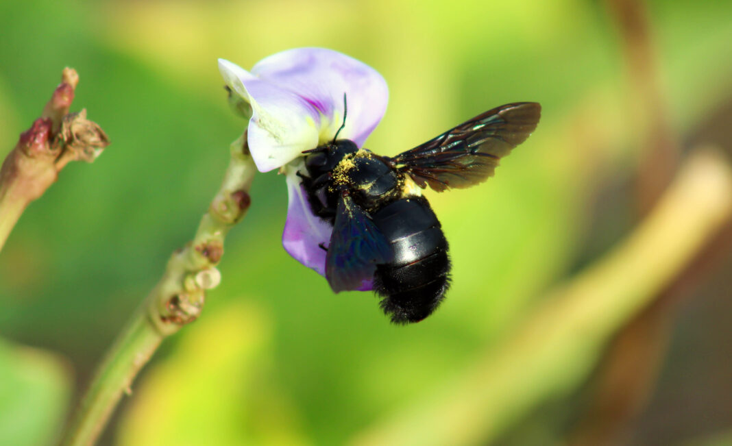 How To Get Rid of Carpenter Bees in 4 Easy Steps (2024) Today's Homeowner