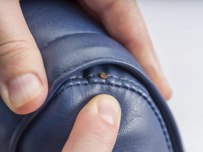 Do Bed Bug Bombs Work? (2024) Today's Homeowner