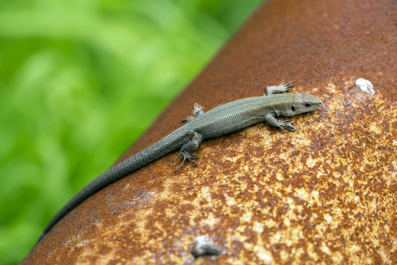 What Eats Bed Bugs? [Natural Predators] (2024) Today's Homeowner