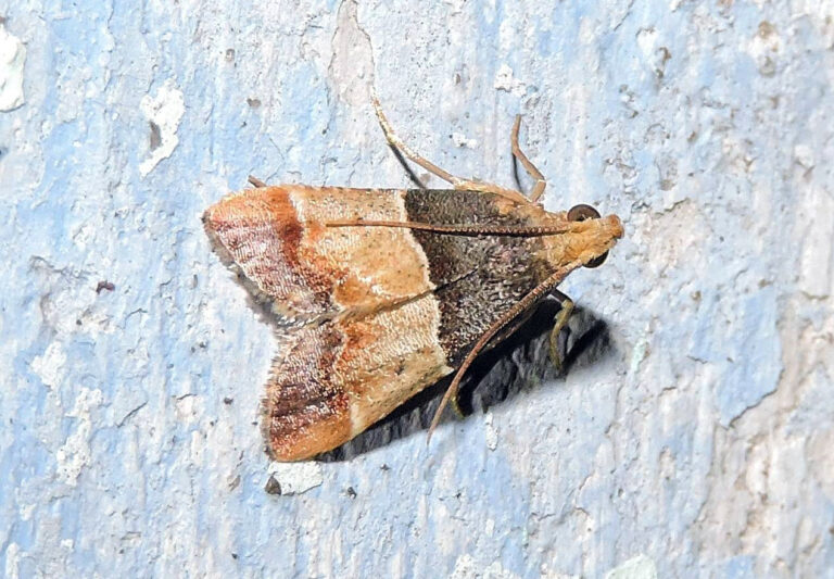 What Eats Bed Bugs? [Natural Predators] (2024) Today's Homeowner