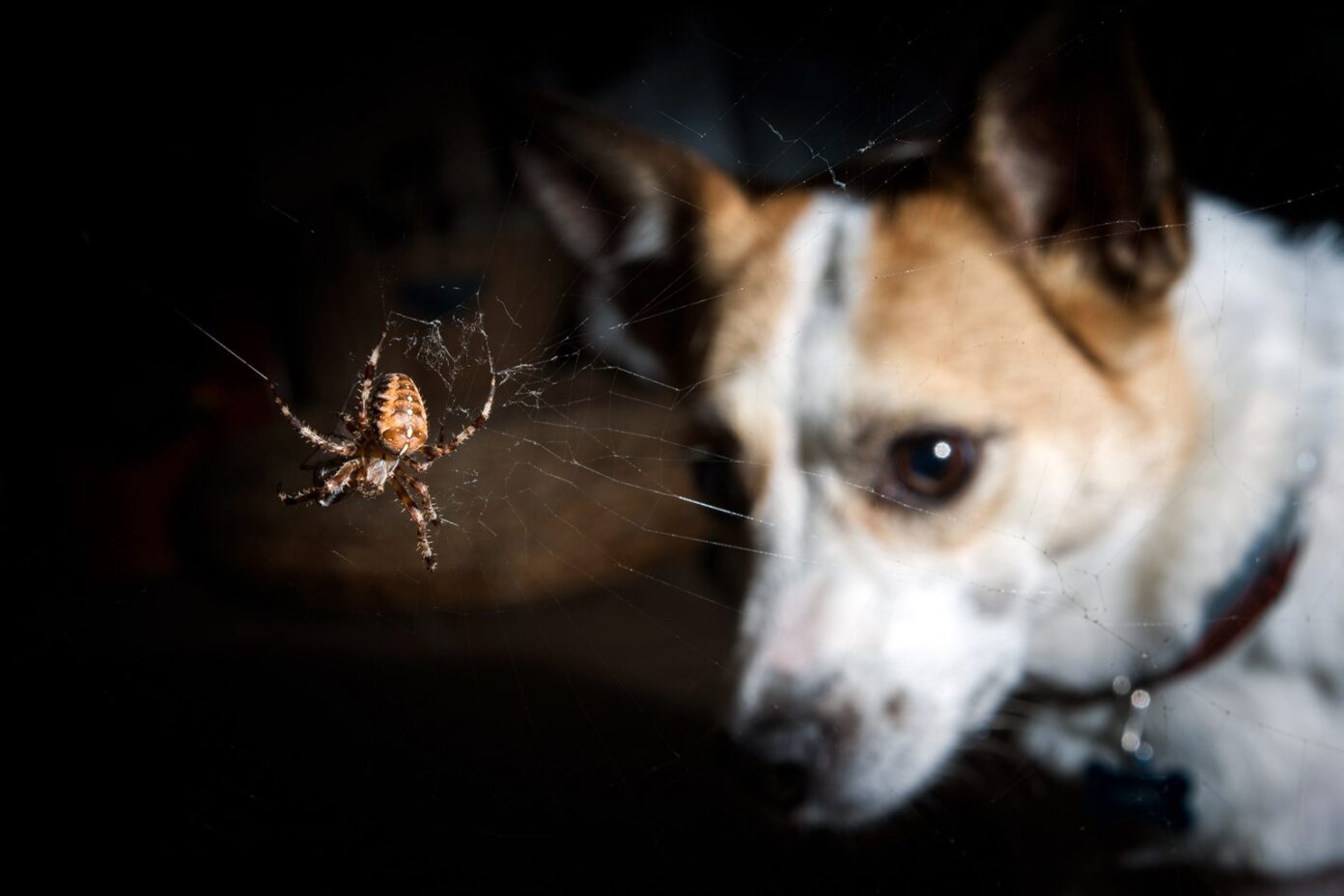 The Best Spider Bombs, Foggers, and Alternatives (2024) Today's Homeowner