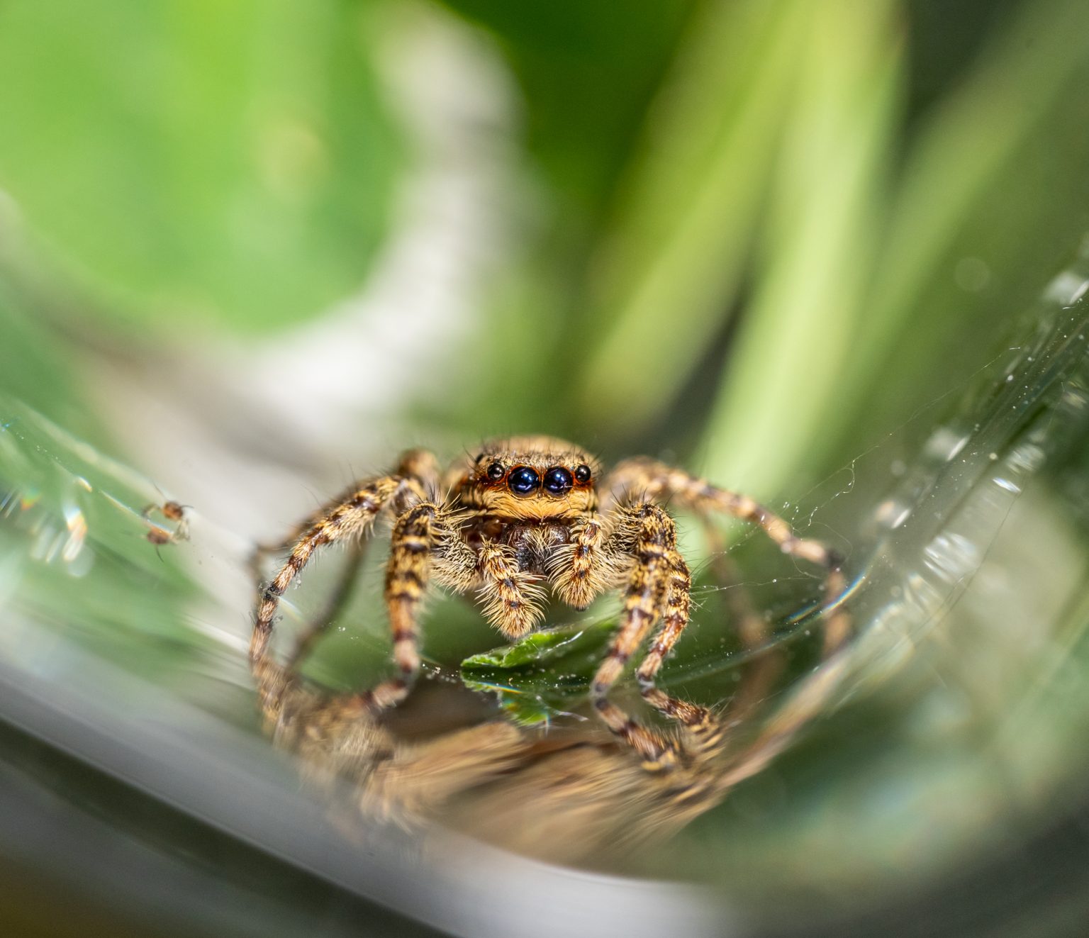 What Eats Bed Bugs? [Natural Predators] (2024) Today's Homeowner