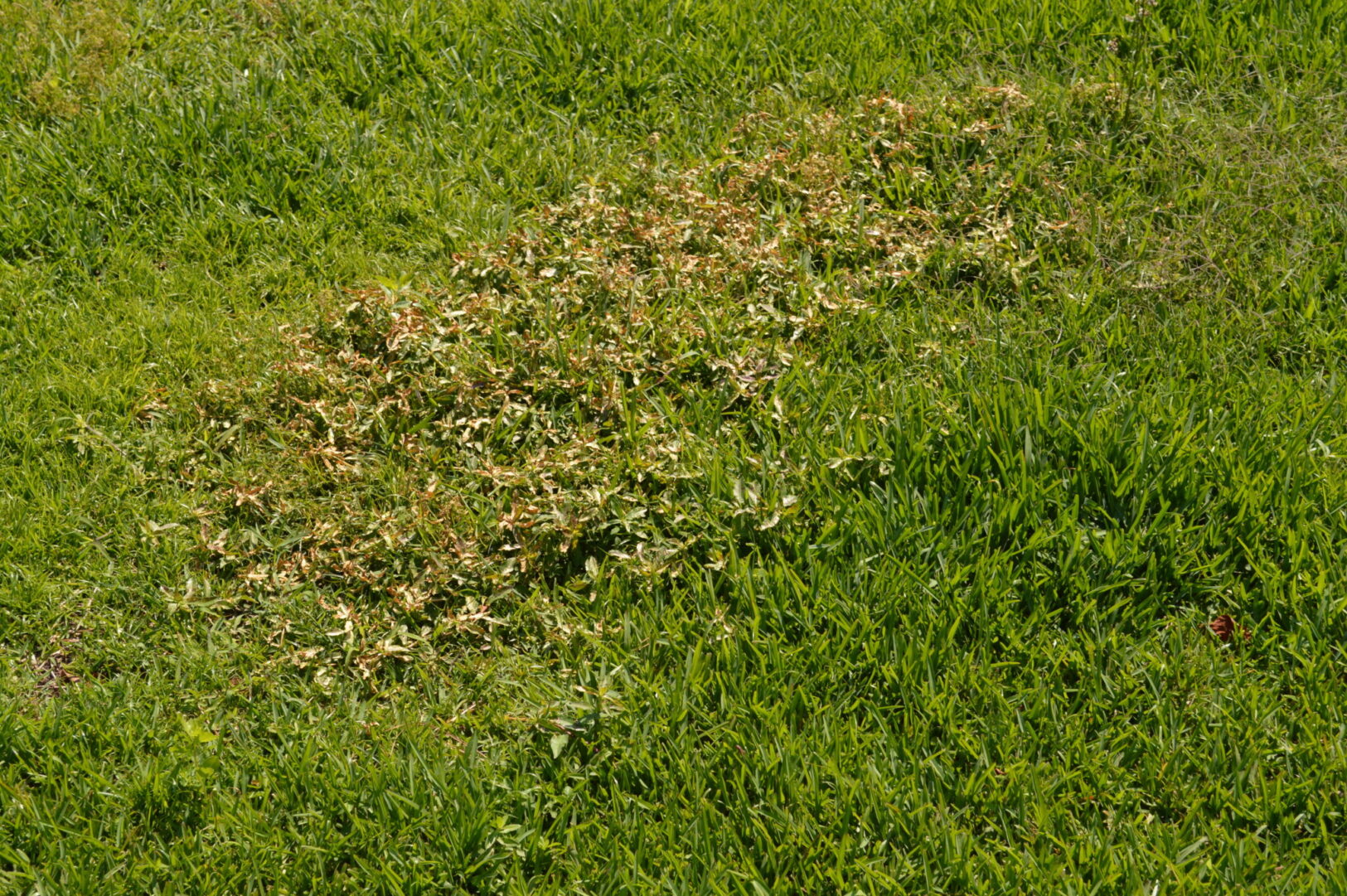 How To Get Rid of Crabgrass (2024) Today's Homeowner