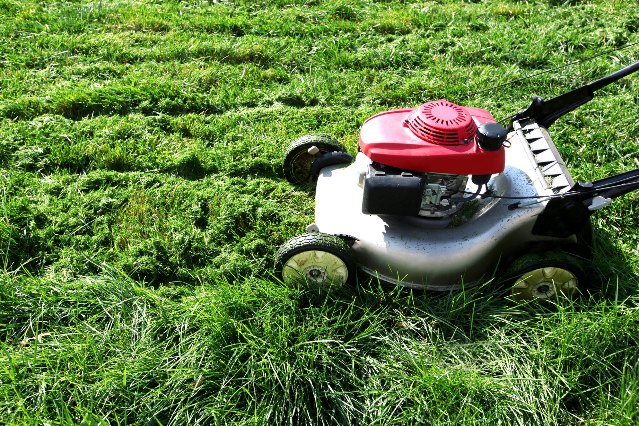 How Much Does TruGreen Cost? (2024) | Today's Homeowner