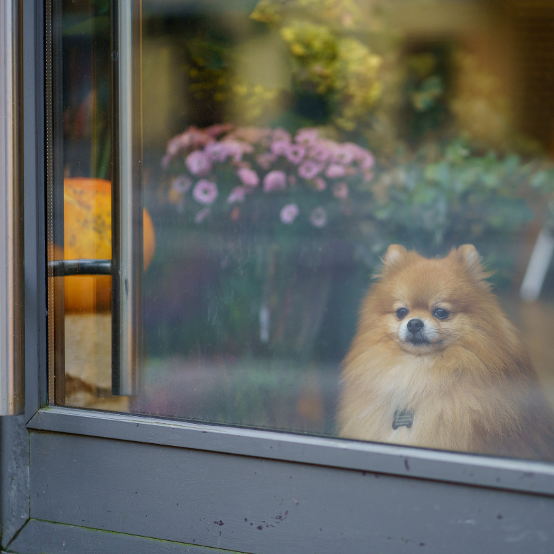 dog looking through glass door