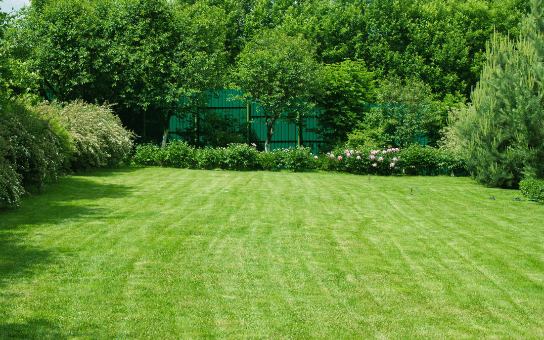 lush green yard